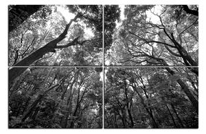 Slika na platnu - Zeleno drveće u šumi 1194QE (150x100 cm)