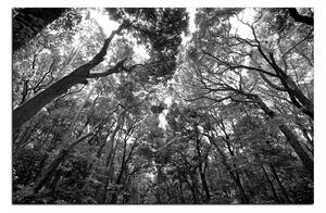 Slika na platnu - Zeleno drveće u šumi 1194QA (90x60 cm )