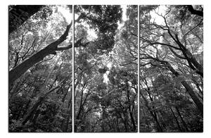 Slika na platnu - Zeleno drveće u šumi 1194QB (90x60 cm )
