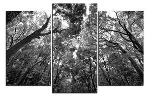 Slika na platnu - Zeleno drveće u šumi 1194QC (150x100 cm)