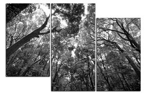 Slika na platnu - Zeleno drveće u šumi 1194QD (120x80 cm)