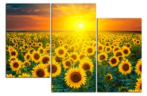 Slika na platnu - Polje suncokreta u zalasku sunca 1199D (150x100 cm)
