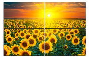 Slika na platnu - Polje suncokreta u zalasku sunca 1199E (90x60 cm)