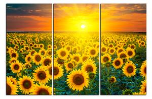 Slika na platnu - Polje suncokreta u zalasku sunca 1199B (120x80 cm)