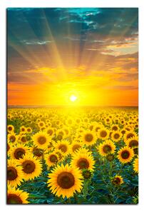 Slika na platnu - Polje suncokreta u zalasku sunca - pravokutnik 7199A (75x50 cm)