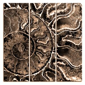 Slika na platnu - Tekstura fosila - kvadrat 3174FB (75x75 cm)