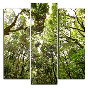 Slika na platnu - Zeleno drveće u šumi - kvadrat 3194C (75x75 cm)