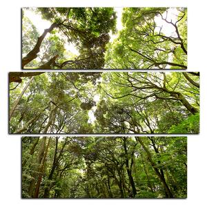 Slika na platnu - Zeleno drveće u šumi - kvadrat 3194D (75x75 cm)