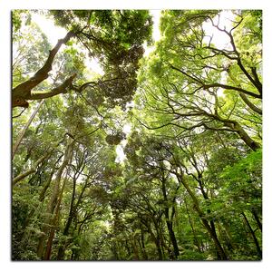 Slika na platnu - Zeleno drveće u šumi - kvadrat 3194A (50x50 cm)