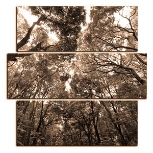 Slika na platnu - Zeleno drveće u šumi - kvadrat 3194FD (75x75 cm)
