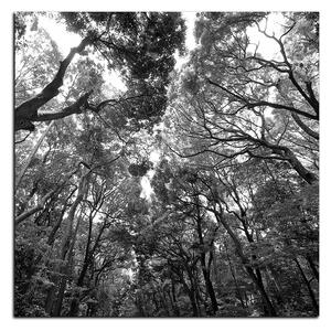 Slika na platnu - Zeleno drveće u šumi - kvadrat 3194QA (50x50 cm)