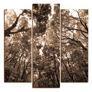 Slika na platnu - Zeleno drveće u šumi - kvadrat 3194FC (75x75 cm)