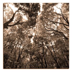 Slika na platnu - Zeleno drveće u šumi - kvadrat 3194FA (50x50 cm)