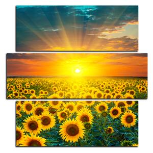 Slika na platnu - Polje suncokreta u zalasku sunca - kvadrat 3199D (75x75 cm)