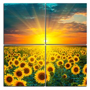 Slika na platnu - Polje suncokreta u zalasku sunca - kvadrat 3199E (60x60 cm)