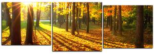 Slika na platnu - Jesenja šuma - panorama 5176D (150x50 cm)