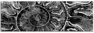 Slika na platnu - Tekstura fosila - panorama 5174QA (105x35 cm)