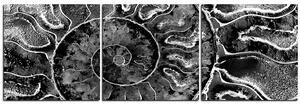 Slika na platnu - Tekstura fosila - panorama 5174QB (150x50 cm)
