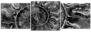 Slika na platnu - Tekstura fosila - panorama 5174QD (150x50 cm)