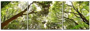 Slika na platnu - Zeleno drveće u šumi - panorama 5194C (150x50 cm)