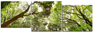 Slika na platnu - Zeleno drveće u šumi - panorama 5194D (150x50 cm)