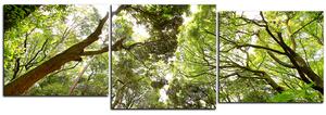 Slika na platnu - Zeleno drveće u šumi - panorama 5194E (150x50 cm)