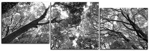 Slika na platnu - Zeleno drveće u šumi - panorama 5194QD (90x30 cm)