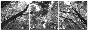 Slika na platnu - Zeleno drveće u šumi - panorama 5194QB (90x30 cm)