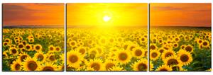 Slika na platnu - Polje suncokreta u zalasku sunca - panorama 5199C (150x50 cm)