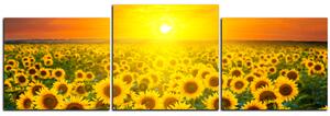 Slika na platnu - Polje suncokreta u zalasku sunca - panorama 5199E (150x50 cm)