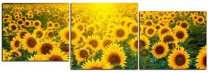 Slika na platnu - Polje suncokreta u zalasku sunca - panorama 5199NE (150x50 cm)