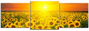 Slika na platnu - Polje suncokreta u zalasku sunca - panorama 5199D (150x50 cm)