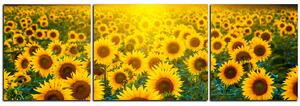 Slika na platnu - Polje suncokreta u zalasku sunca - panorama 5199NC (90x30 cm)