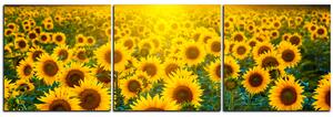 Slika na platnu - Polje suncokreta u zalasku sunca - panorama 5199NB (90x30 cm)