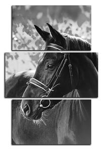 Slika na platnu - Crni konj - pravokutnik 7220QC (90x60 cm)
