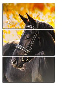 Slika na platnu - Crni konj - pravokutnik 7220B (90x60 cm )