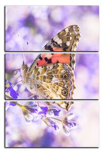 Slika na platnu - Leptir na lavandi - pravokutnik 7221B (90x60 cm )