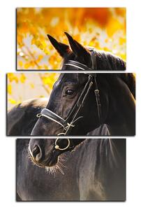 Slika na platnu - Crni konj - pravokutnik 7220C (90x60 cm)