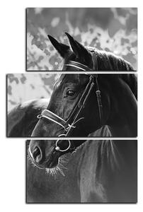Slika na platnu - Crni konj - pravokutnik 7220QD (120x80 cm)