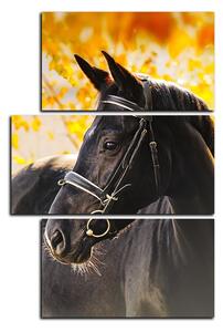 Slika na platnu - Crni konj - pravokutnik 7220D (120x80 cm)
