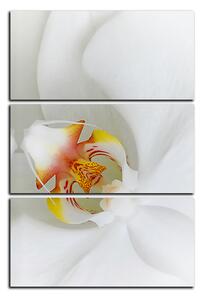 Slika na platnu - Krupni plan bijele orhideje - pravokutnik 7223B (90x60 cm )
