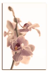 Slika na platnu - Cvijet orhideje izoliran na bijeloj pozadini - pravokutnik 7222FA (90x60 cm )