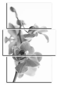 Slika na platnu - Cvijet orhideje izoliran na bijeloj pozadini - pravokutnik 7222QC (120x80 cm)