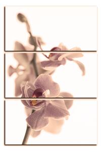 Slika na platnu - Cvijet orhideje izoliran na bijeloj pozadini - pravokutnik 7222FB (120x80 cm)