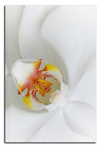 Slika na platnu - Krupni plan bijele orhideje - pravokutnik 7223A (100x70 cm)