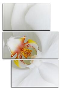 Slika na platnu - Krupni plan bijele orhideje - pravokutnik 7223D (120x80 cm)