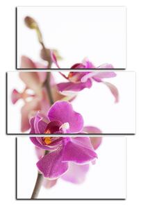 Slika na platnu - Cvijet orhideje izoliran na bijeloj pozadini - pravokutnik 7222C (120x80 cm)