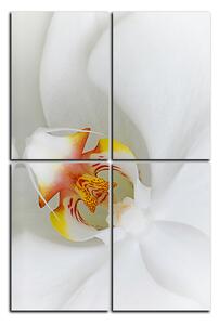 Slika na platnu - Krupni plan bijele orhideje - pravokutnik 7223E (90x60 cm)