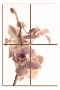 Slika na platnu - Cvijet orhideje izoliran na bijeloj pozadini - pravokutnik 7222FE (120x80 cm)