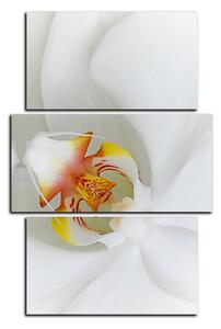 Slika na platnu - Krupni plan bijele orhideje - pravokutnik 7223C (90x60 cm)